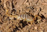 Northern Scorpion 2014-06-07