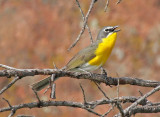 Yellow-breasted Chat 2014-06-22