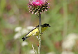 Lesser Goldfinch 2014-06-22