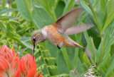 Rufous Hummingbird 2014-07-19