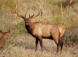 Elk 2014-09-13