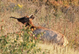 Elk 2014-09-20