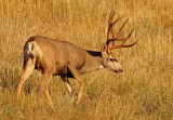 Mule Deer 2014-09-13