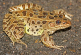 Northern Leopard Frog 2014-10-09