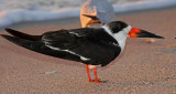 Black Skimmer 2014-12-12