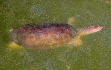 Florida Softshell 2014-12-08