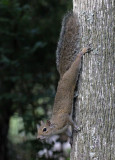 Eastern Gray Squirrel 2014-12-11