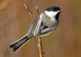 Black-capped Chickadee 2015-02-08