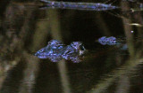 American Alligator 2014-12-13