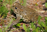 Boreal Toad 2014-07-19