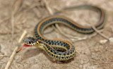 Plains Gartersnake 2014-08-09