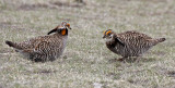 Greater Prairie-Chicken 2015-04-23