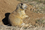 White-tailed Prairie Dog 2015-04-05