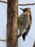 Yellow-bellied Sapsucker 2016-01-11