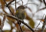 Yellow-rumped Warbler 2015-10-07