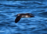 Pink-footed Shearwater 2015-10-12