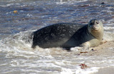 Harbor Seal 2015-10-11