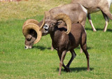 Desert Bighorn Sheep 2015-10-14