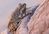 Canyon Treefrog 2015-05-31