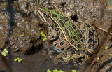 Northern Leopard Frog 2015-08-16