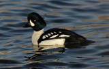 Barrows Goldeneye 2016-02-21