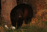 Black Bear 2016-05-09