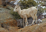 Rocky Mountain Bighorn Sheep 2016-04-16