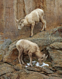 Rocky Mountain Bighorn Sheep 2016-04-16