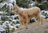 Rocky Mountain Bighorn Sheep 2016-04-16