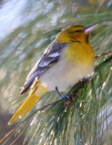 Bullocks Oriole 02 Chelmsford Ma