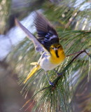 Bullocks Oriole 03 Chelmsford Ma