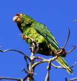 Crimson-fronted Parakeet 02