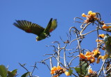 Crimson-fronted Parakeet 03