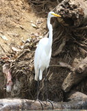 Great Egret 01