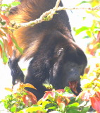 Howler Monkey 04