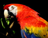 Scarlet Macaw at Rescate Animal Zooave 01