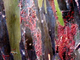 Tree Bark 01