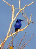 Red-legged Honeycreeper 02