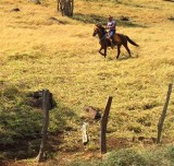 Guanacaste Cowboy 02