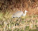Sandhill Crane East Bridgewater Massachusetts 01