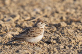 Short-toed Lark (Kortteenleeuwerik)