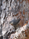 Krüpers Nuthatch (Turkse Boomklever)