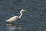 Great White Egret (Grote Zilverreiger)