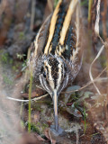 Jack Snipe (Bokje)