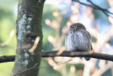 Eurasian Pygmy Owl (Dwerguil)