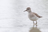 Wood Sandpiper (Bosruiter)