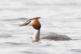 Great Crested Grebe (Fuut)