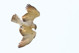 Short-toed Eagle (Slangenarend)