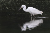 Little Egret (Kleine Zilverreiger)