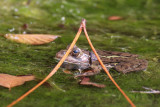 Italian Pool Frog (Italiaanse Poelkikker)